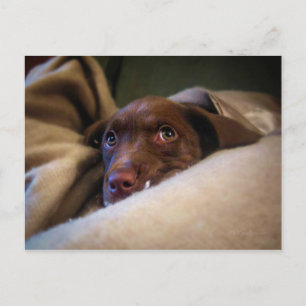 Sad Chocolate Labrador Pittie Welpenhund Postkarte