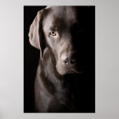 Sad Chocolate Labrador Puppy Poster (Vorne)