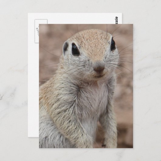 Sad Eichhörnchen Postkarte (Vorne/Hinten)