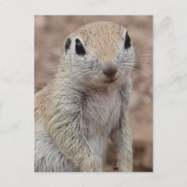 Sad Eichhörnchen Postkarte