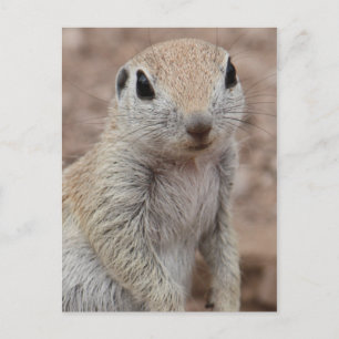 Sad Eichhörnchen Postkarte