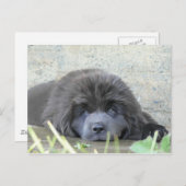 Sad Eyes Postkarte (Vorne/Hinten)