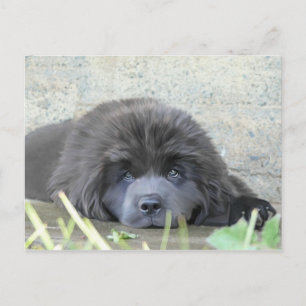 Sad Eyes Postkarte