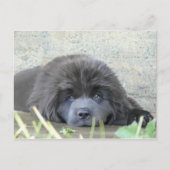 Sad Eyes Postkarte (Vorderseite)