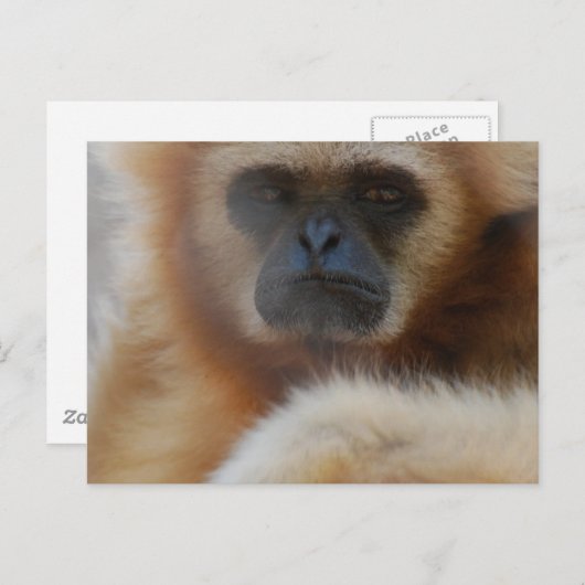 Sad Gibbon Postcard Postkarte (Vorne/Hinten)