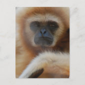 Sad Gibbon Postcard Postkarte (Vorderseite)