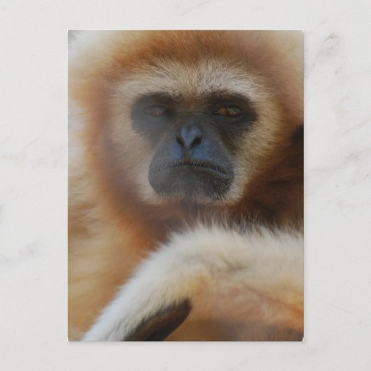 Sad Gibbon Postcard Postkarte (Vorderseite)