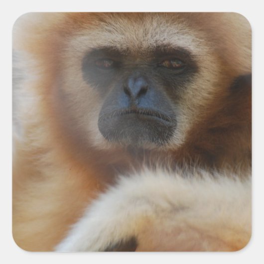 Sad Gibbon Stickers (Vorderseite)