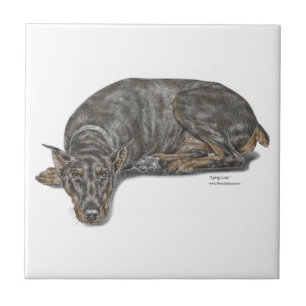 Sad Guilty Looking Doberman Fliese
