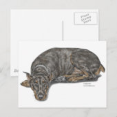 Sad Guilty Looking Doberman Postkarte (Vorne/Hinten)