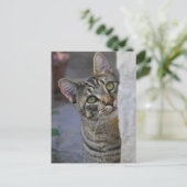 Sad Kitty (bengalische Katze) Postkarte (Stehend Vorderseite)