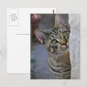Sad Kitty (bengalische Katze) Postkarte (Vorne/Hinten)