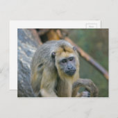 Sad Looking Howler Monkey Postkarte (Vorne/Hinten)