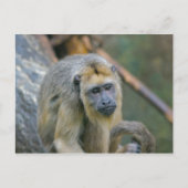 Sad Looking Howler Monkey Postkarte (Vorderseite)