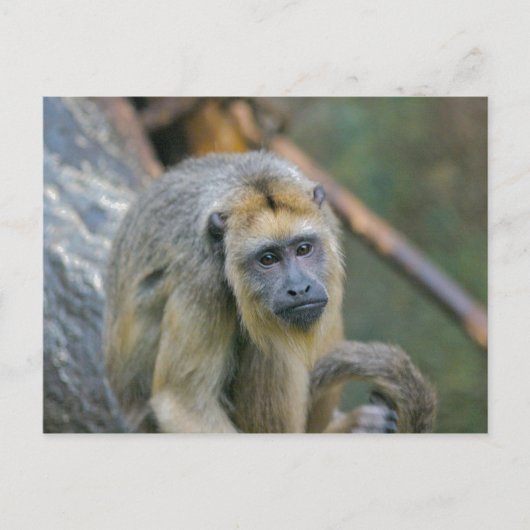 Sad Looking Howler Monkey Postkarte (Vorderseite)