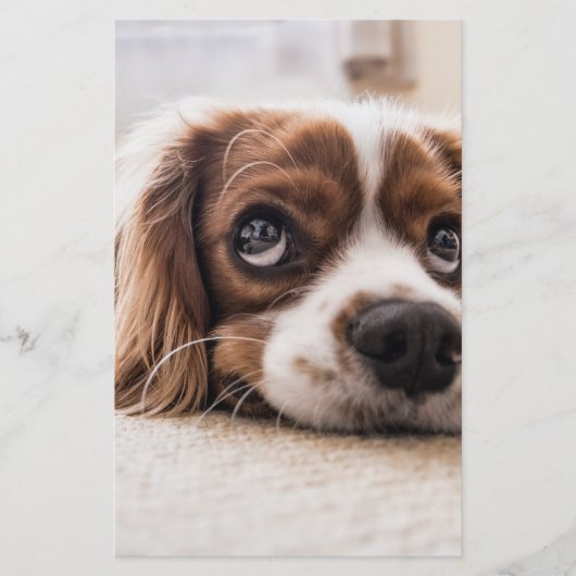 Sad-Mit Augen Cocker Spanierhund Briefpapier (Vorderseite)