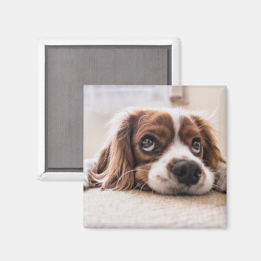 Sad-Mit Augen Cocker Spanierhund Magnet (Vorderseite/Rückseite)