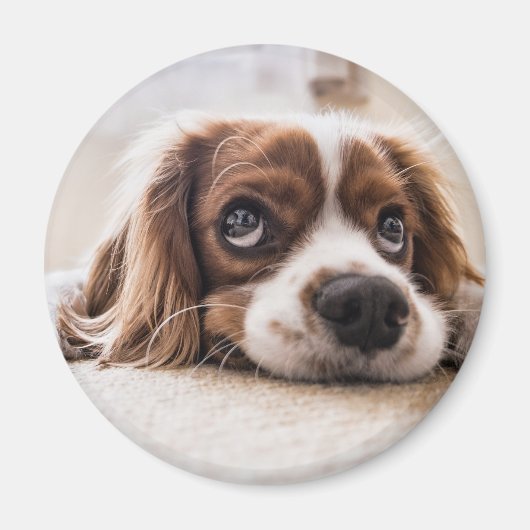 Sad-Mit Augen Cocker Spanierhund Magnet (Vorne)