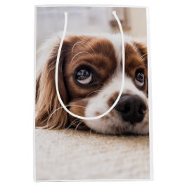 Sad-Mit Augen Cocker Spanierhund Mittlere Geschenktüte
