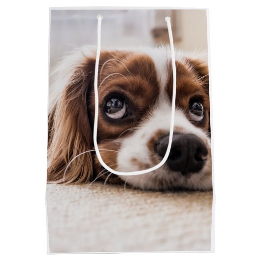 Sad-Mit Augen Cocker Spanierhund Mittlere Geschenktüte (Rückseite)