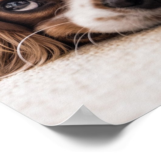 Sad-Mit Augen Cocker Spanierhund Poster (Ecke)