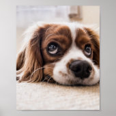 Sad-Mit Augen Cocker Spanierhund Poster (Vorne)