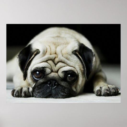 Sad Pug Puppy Dog Poster (Vorne)