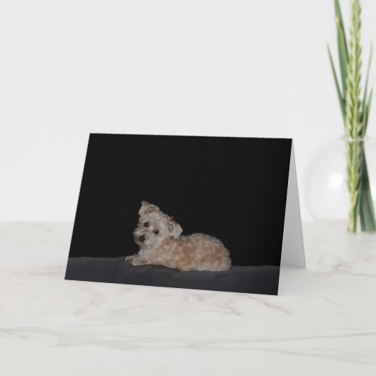 Sad Puppy Get Well Card Karte (Vorderseite)