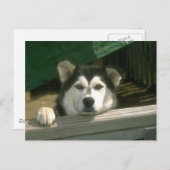 Sad Puppy Postkarte (Vorne/Hinten)