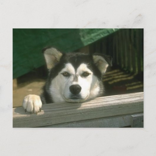 Sad Puppy Postkarte (Vorderseite)