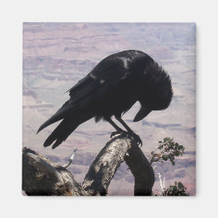 Sad Raven Magnet 01