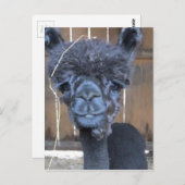 Sad Shaved Alpaca Postkarte (Vorne/Hinten)