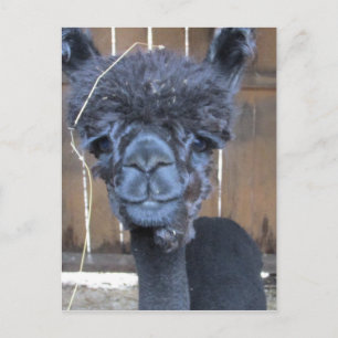 Sad Shaved Alpaca Postkarte