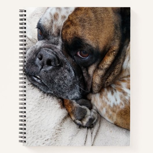 Sad Viktorianisch Bulldog-Foto 8x11-Notebook Notizblock (Vorderseite)