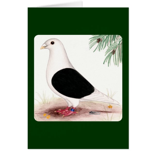 Saddle Homer Pigeon (Vorne)