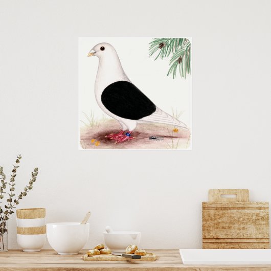 Saddle Homer Pigeon Poster (Küche)