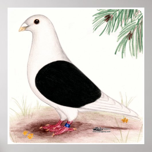 Saddle Homer Pigeon Poster (Vorne)