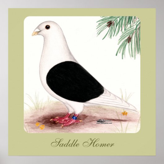 Saddle Homer Pigeon Poster (Vorne)