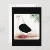 Saddle Homer Pigeon Postkarte (Vorne/Hinten)