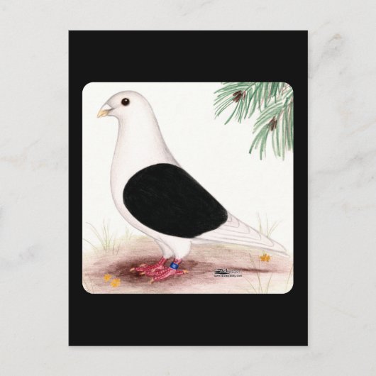 Saddle Homer Pigeon Postkarte (Vorderseite)