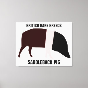 Saddleback Pig Canvas Print Leinwanddruck