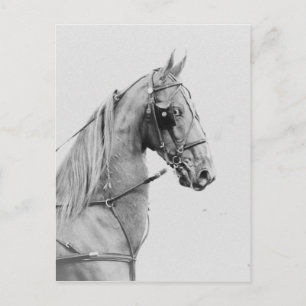 Saddlebred Feinanspannung Postkarte