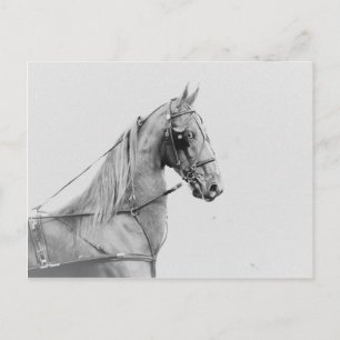 Saddlebred Feinanspannung Postkarte