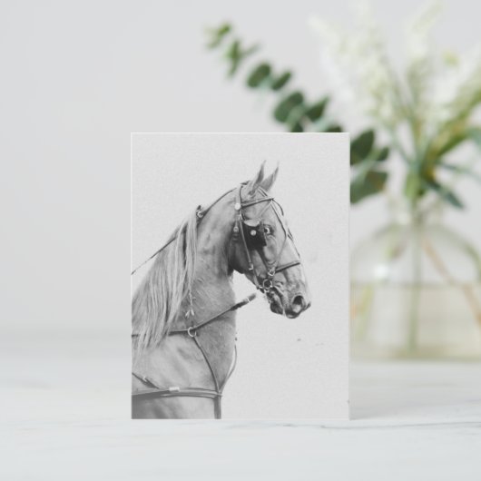 Saddlebred Feingurt Postkarte (Stehend Vorderseite)
