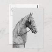 Saddlebred Feingurt Postkarte (Vorne/Hinten)