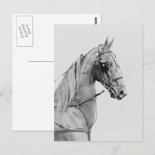 Saddlebred Feingurt Postkarte (Vorne/Hinten)