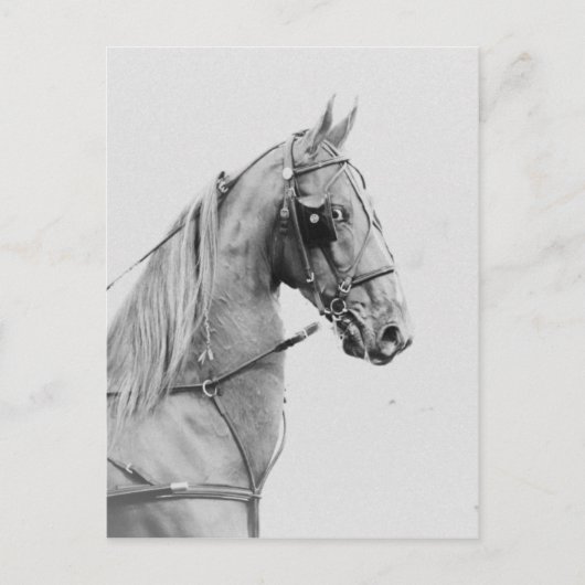 Saddlebred Feingurt Postkarte (Vorderseite)