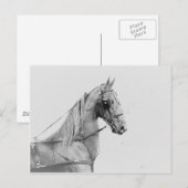 Saddlebred Feingurt Postkarte (Vorne/Hinten)