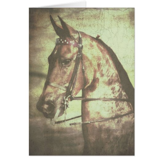 Saddlebred Pferd (Vorne)