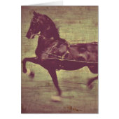 Saddlebred Song (Vorne)